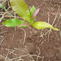 Cashew