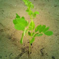 Moringa