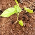 Tree Tomato