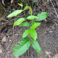 Caoba