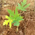Papaya