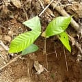 Cacao