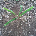 Carambola