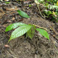 Cacaotier