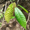Cacao