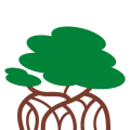 Asiatic Mangrove