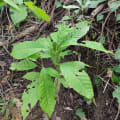 Cacaotier