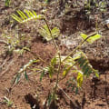 Tephrosia