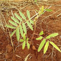 Tephrosia