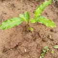 African Mahogany