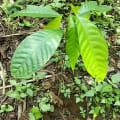 Cacaotier