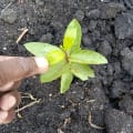 Guava