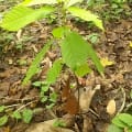 Cacao