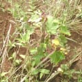 Barbados Nut
