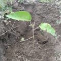 Croton