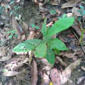 Cacao Maravigliao