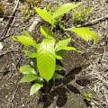 Cacao