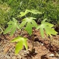 Papaya