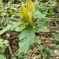Cacao