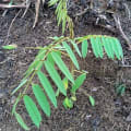 Tefrosia