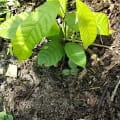 Cacao