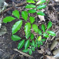 Tolu balsam