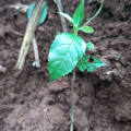 Marcomia