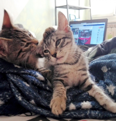 India&Perù