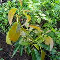 Aguacate