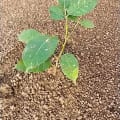 African Mahogany