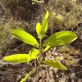 Acacia Mangium