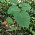 Arbre dynamite