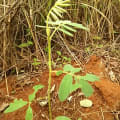 Tephrosia