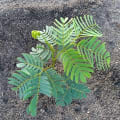 Albizia
