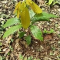 Cacao