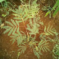 Calliandra