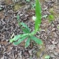 Macadamia