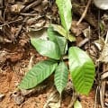 Cacao