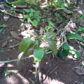 Avocatier