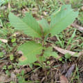 Guava