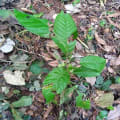 Cacao