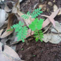 Leucaena