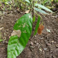 Cacaotier