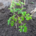 Moringa