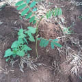 Ivern