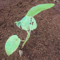 Tamarillo