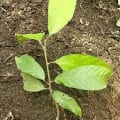 Cacao
