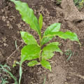 Olivo africano