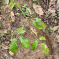 Roble