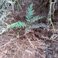 Grevillea